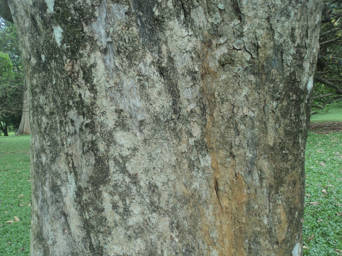 Lagerstroemia speciosa (L.) Pers.